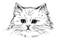 手绘白色波斯猫矢量素材，素材格式：EPS，素材关键词：猫,手绘,波斯猫