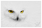 Snowy Owl - I See You by *DarkSilverflame on deviantART