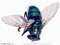 昆虫世界-绿色的苍蝇