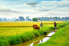 toby-way采集到Vietnam