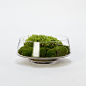 Footed Dish Terrarium in Gardening PLANTERS Terrariums Vessels at Terrain