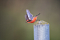 朱红霸鹟 Pyrocephalus rubinus 雀形目 霸鹟科 朱红霸鹟属
Vermillion Flycatcher by Matt Bango on 500px