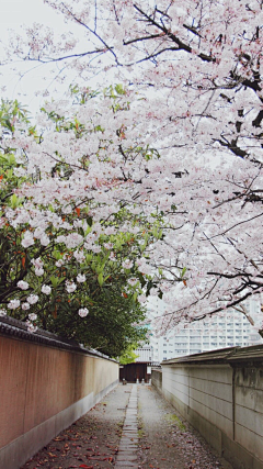 帅柚子采集到风景