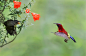 蓝喉太阳鸟（学名：Aethopyga gouldiae）： 小型鸟类，雄鸟体长13-16cm，雌鸟体长9-11cm。嘴细长而向下弯曲，雄鸟前额至头顶、颏和喉辉紫蓝色，背、胸、头侧、颈侧朱红色，耳后和胸侧各有一紫蓝色斑，在四周朱红色衬托下甚醒目，腰、腹黄色，中央尾羽延长，紫蓝色。雌鸟上体橄榄绿色，腰黄色，喉至胸灰绿色，其余下体绿黄色。 #野生动物#
