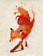 Robert Farkas. Vulpes vulpes Stretched Canvas