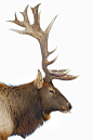 Jim Cumming在 500px 上的照片Great Elk-pectations - Elk@北坤人素材