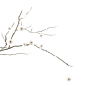 古风素材
花枝