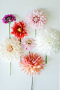 dahlias