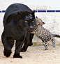 [Abnormally] Black Jaguars Love Their Non Black Kittens