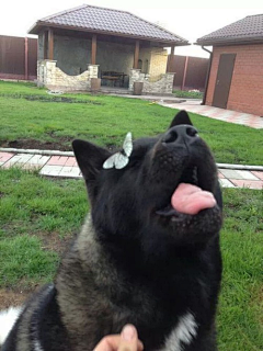 LOK~㊣采集到猫猫狗狗