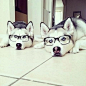 Hipster Huskies | Cutest Paw