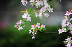 蕉雨落红叶采集到花卉摄影