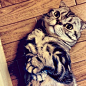 ShiShi-一只红遍Instagram的猫 » 奇哇哇