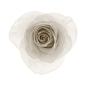 影棚拍摄,白色,花,头状花序,花瓣_152864029_White Rose_创意图片_Getty Images China