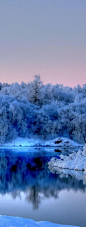 树覆盖在蓝雪