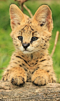 Serval Cub