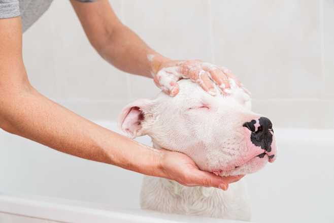 Bath of a dog Dogo A...