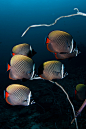 Red Tail Butterfly Fish