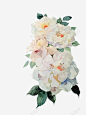 白蔷薇花植物 创意素材