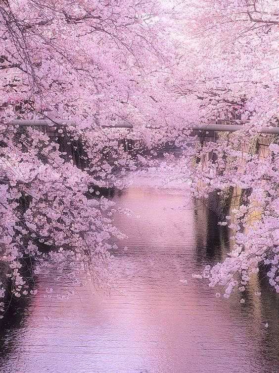 Meguro River, Tokyo,...