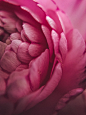 Pink Flower in Detail Shoot | HD photo by Fanning Tseng (@yespleaseenjoy) on Unsplash : Download this photo by Fanning Tseng (@yespleaseenjoy)