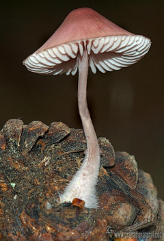 独孤一剑~采集到自然--蘑菇菌类
