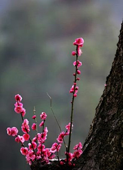 长安未央采集到淡淡花开