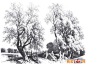 树的素描风景，素描树图片04