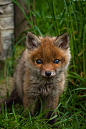 ༺✿Adorable ♥ ✿༻ ***Little baby Fox***