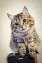 cute tabby cat: #喵星人##猫 # #萌#