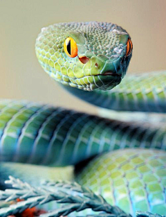 Green~Monsters采集到snake