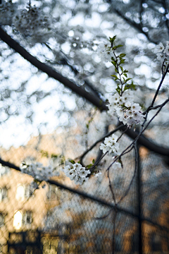 思游M采集到鲜花