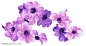 手绘水彩花卉之紫色木槿花图片素材下载，现在加入素材公社即可参与传素材送现金活动
