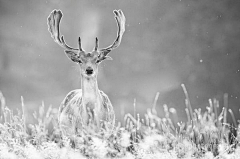 摄影师披头采集到心中的鹿