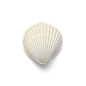 超高清 海星 海螺 贝壳 珊瑚 海马等 航洋生物主题 png元素 shell-25