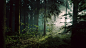 General 3840x2160 nature landscape trees forest leaves branch sun rays mist crepuscular rays natural light