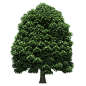 PNG素材 树