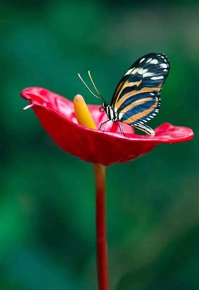 【植物园】红掌（anthurium）