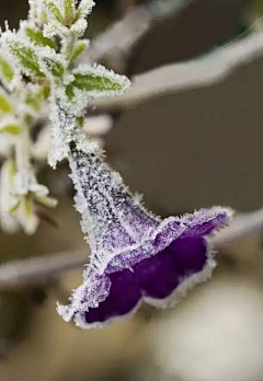 水相逢27476采集到花卉