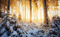 General 1230x768 nature landscape winter sunrise forest mist sunlight snow trees white cold yellow