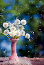 I love dandelions ~ ♥