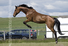 重庆渝中汪洋采集到horse