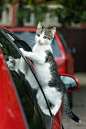 ”Can I ride with you? Cat by ©Andrey on Flickr