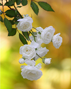 花花ing采集到花