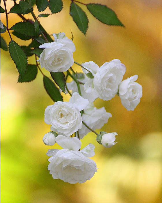 喜欢这样的自己，
一纸笔墨，一阕飞花。
...