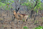 Tsessebe in the forest of Kafue N P by Anatoly Berman on 500px