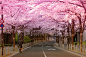 Sakura ride by Pat Charles on 500px
