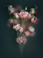 Flowers flower flowerpower flowerphotography flowerstilllife moodyflowers