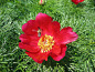 Paeonia tenuifolia。细叶芍药。