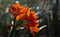 Lens Flare , Bokeh and Clivia Flower,